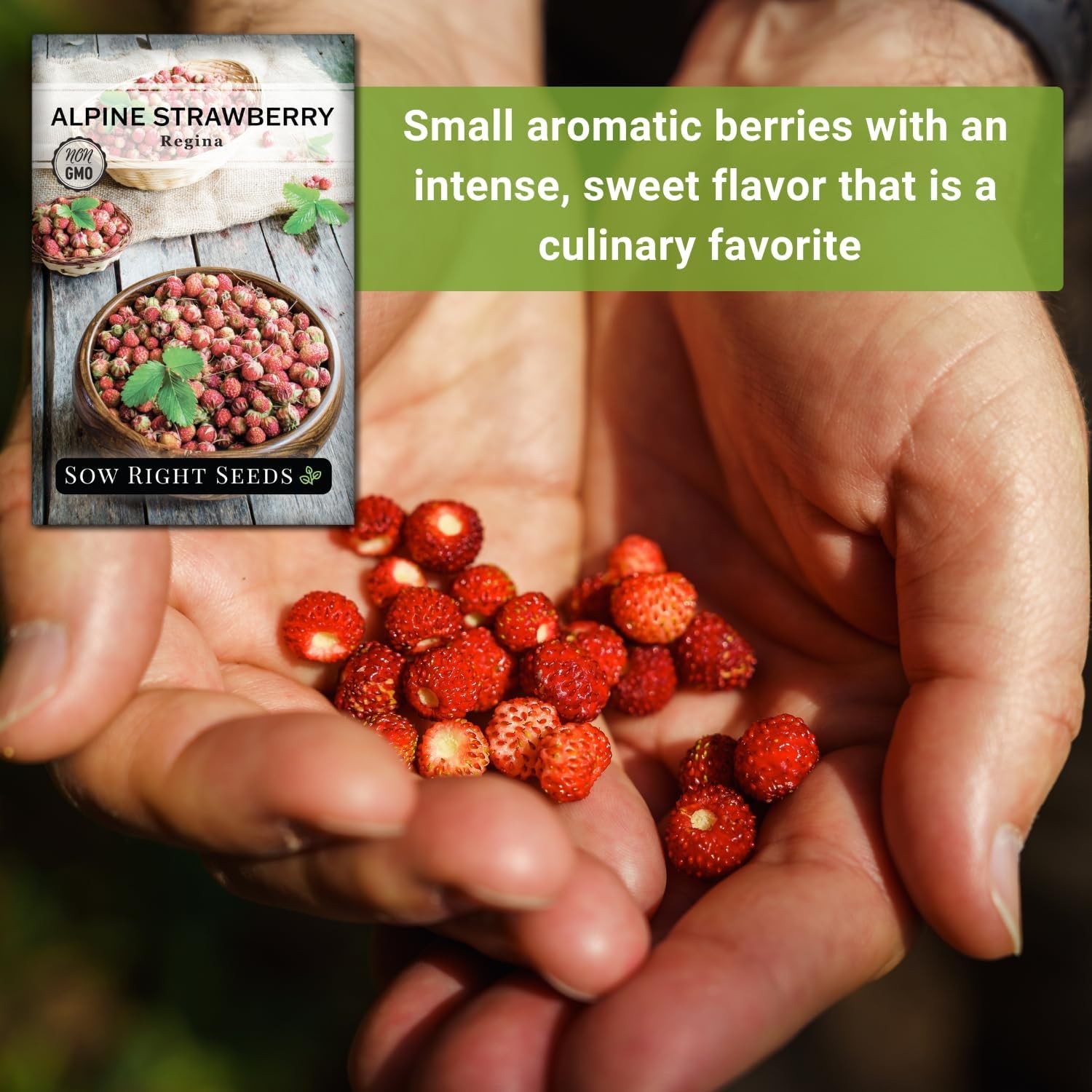 Sow Right Seeds – Regina Alpine Strawberry Seeds for Planting – Non-GMO Heirloom