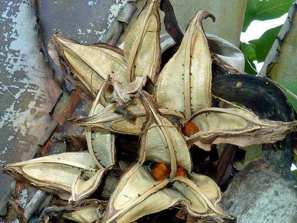 Strelitzia nicolai | Giant Bird of Paradise | 20 Seeds