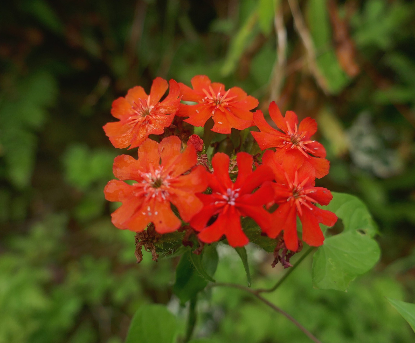 Lychnis Chalcedonica – Maltese Cross seed