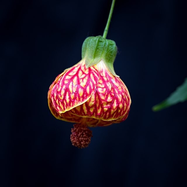CHINESE LANTERN Seeds *FREE Shipping!* 25 Abutilon x hybridum Shrub Tree Seeds