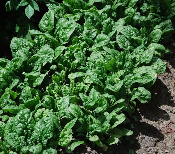 Giant Noble Spinach Seeds | NON-GMO | Heirloom Mai’s Family