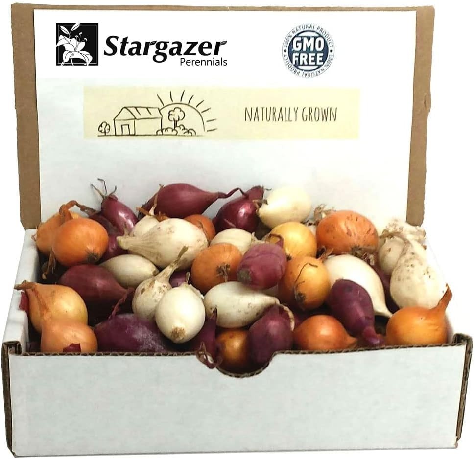 High Germination 50+ Count Mixed Onion Set – Red, Yellow & White Varieties