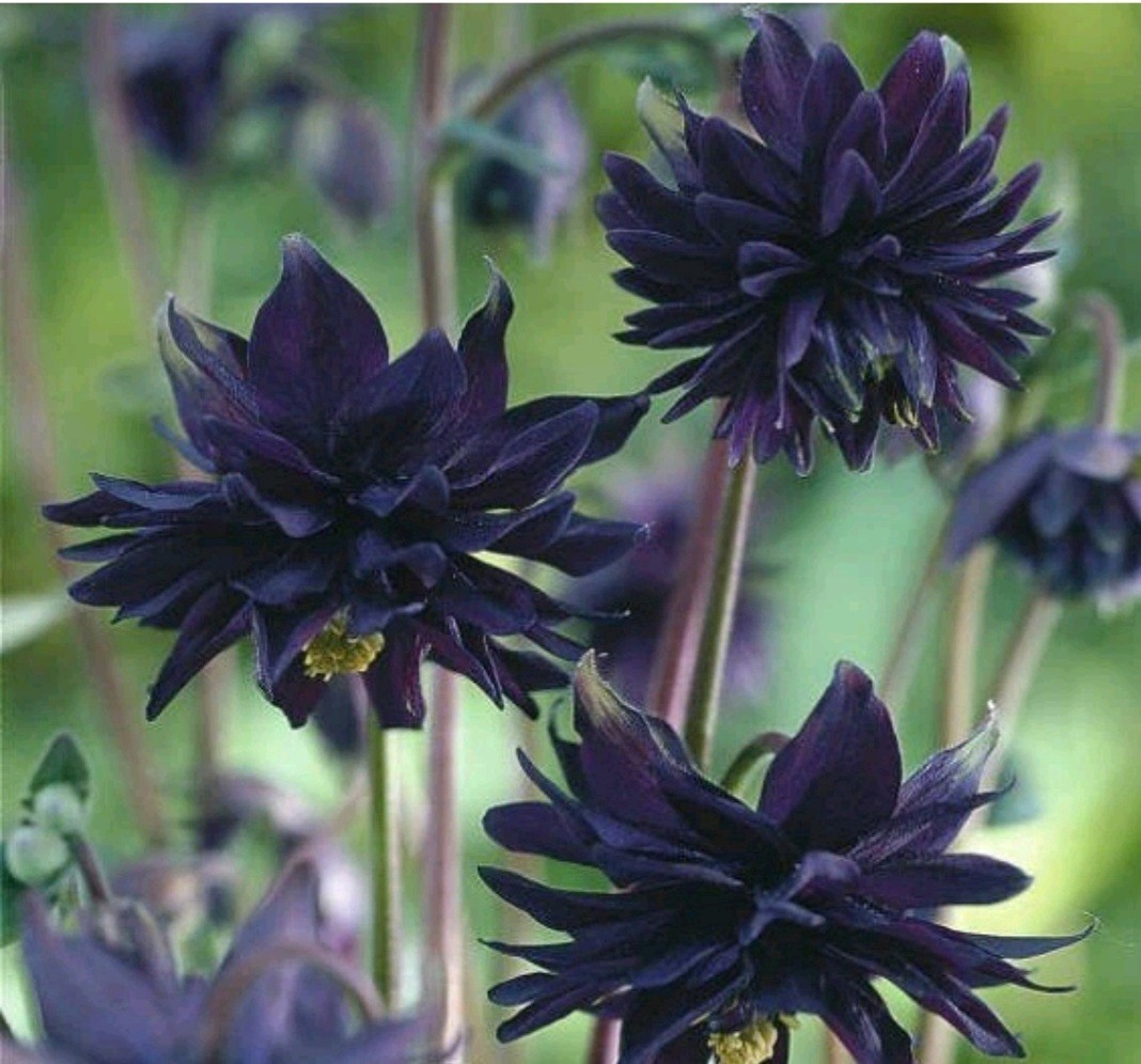 Columbine Acquilegia Black Barrow Deer Rabbit Resistant Shade Flower 100+ Seeds