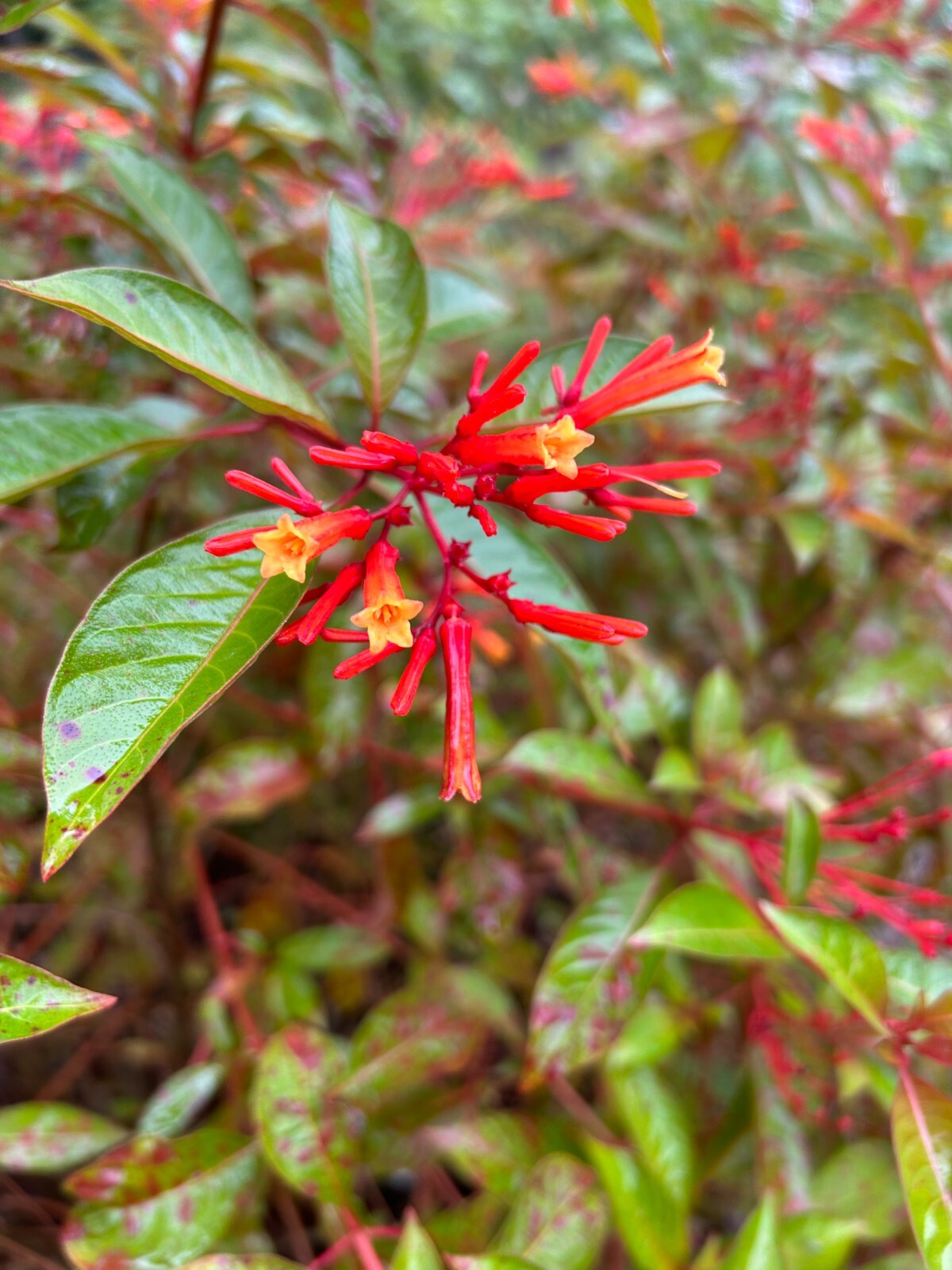 50+ Firebush Seeds Hummingbird Bush Seeds Perennial Shrub Seeds Hamelia patens