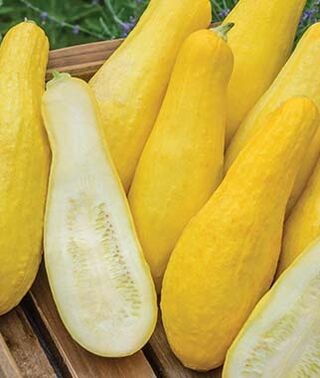 Zucchini & Yellow Summer Squash Mix Seeds | Combination Pack Bundle Variety 2024