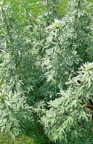Artemisia absinthium | Grand Wormwood | Mugwort | 20 Tiny Seeds