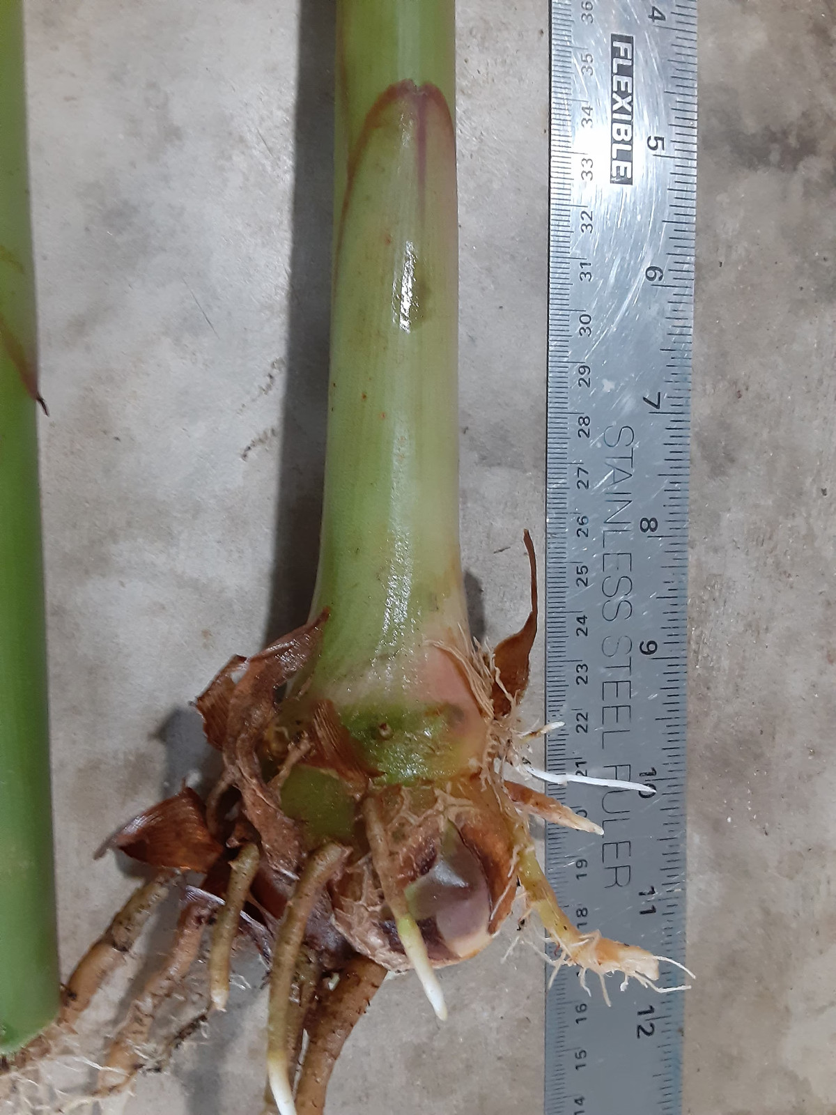 2x Hedychium butterfly ginger rhizomes, Tropical Lily. Easy to care for plant.
