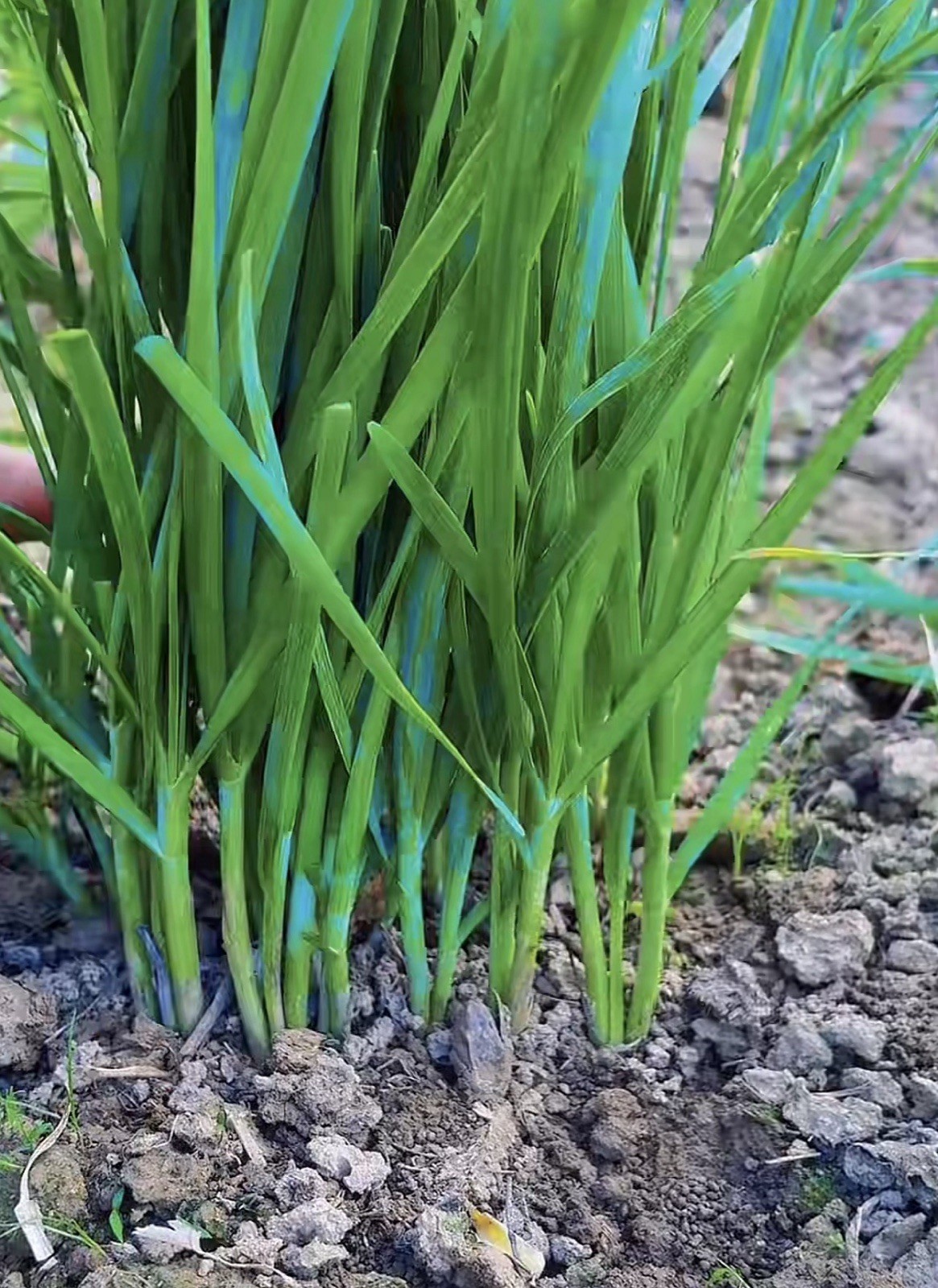 1000 Garlic Chives Seeds Non-GMO, 2025 My Garden Free Shipping韭菜种子(No Tracking)