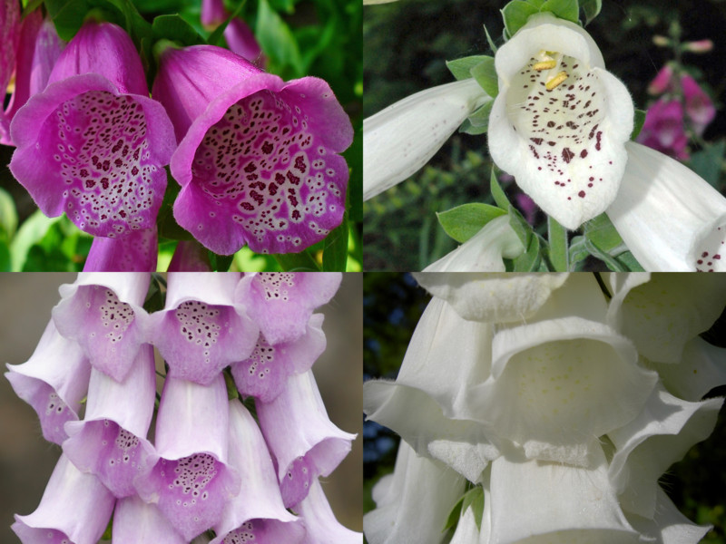 foxglove 1000 SEEDS digitalis purpurea, spotted, purple and white *BULK*