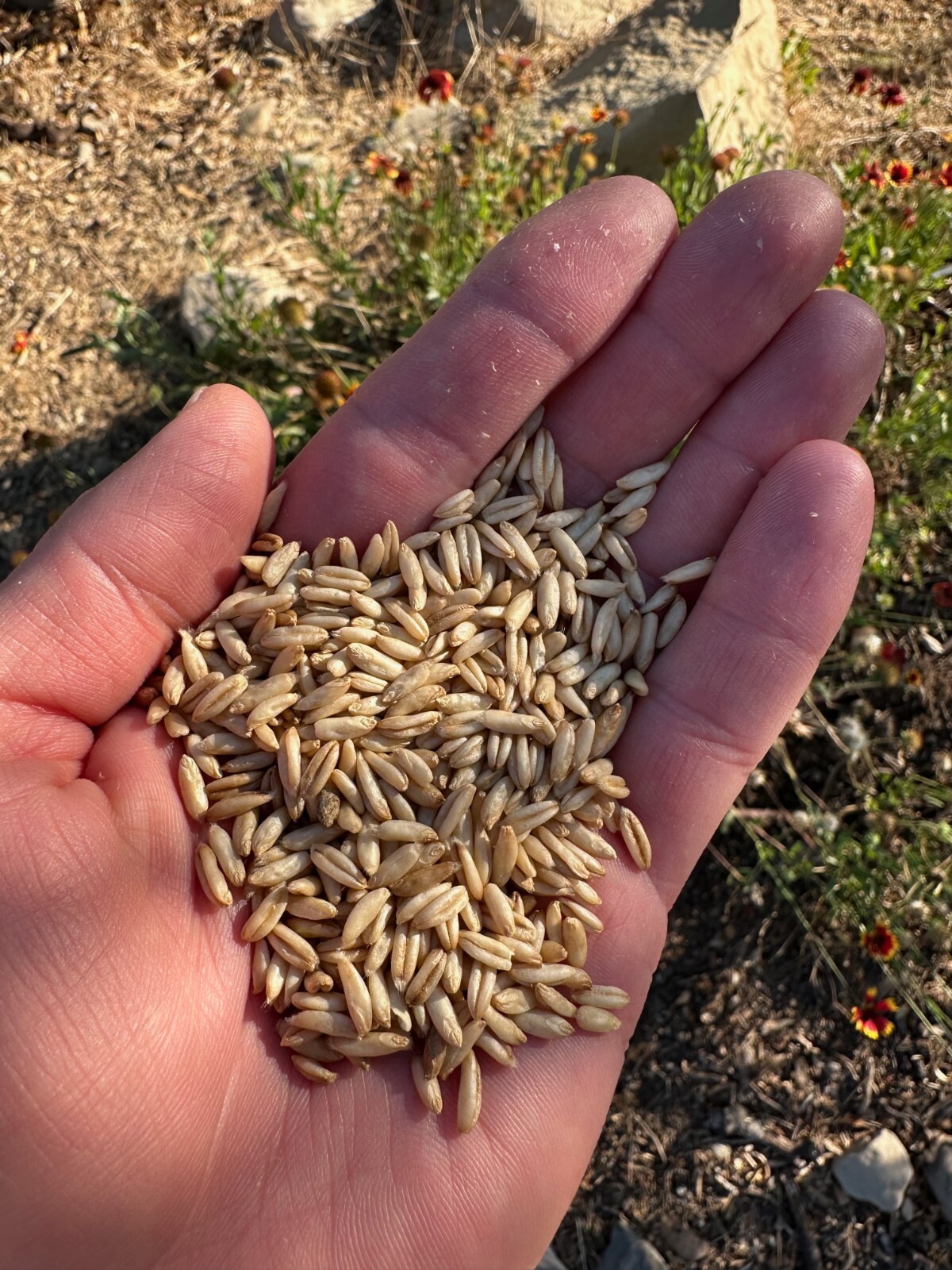 Hulless Oat Seeds Avena nuda Certified Organic Cover Crop BULK PACKET SEED NoGMO