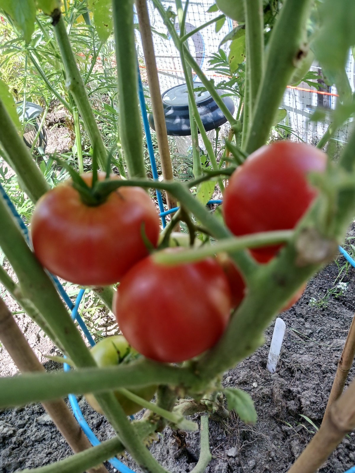 *NEW* *2024* ORGANIC DAMSEL F-1 TOMATO 10 FRESH SEEDS RICH TANGY HIGH RESISTANCE