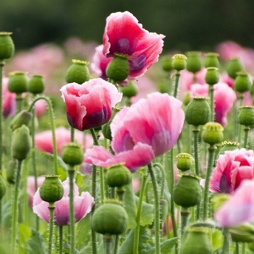 2,500+ Heirloom Giganteum Poppy seeds The Giant Rattle Worlds Largest Poppy USA