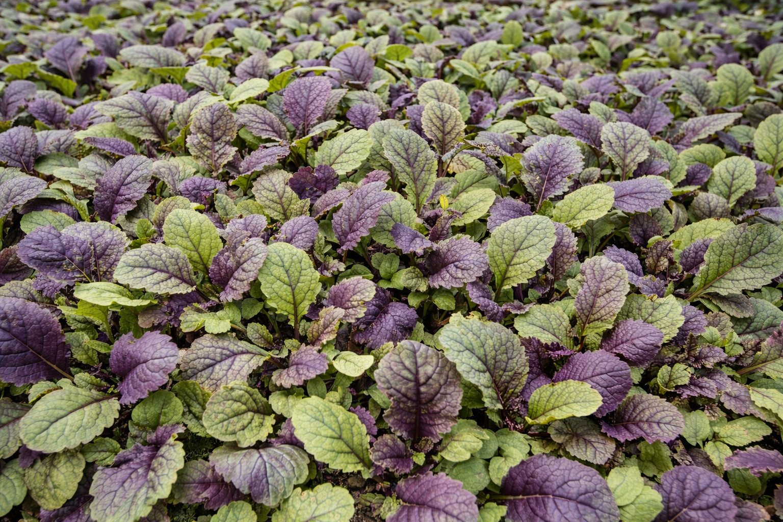 300 Rare Moonshadow Mustard Greens Seeds- Purple Ethiopian Kale Edible Green-USA