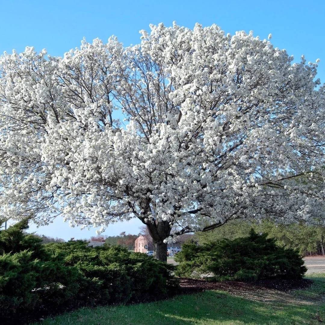 20 Tree White empress Bonsai Seeds Heirloom Rare colorful lawn plant dogwood