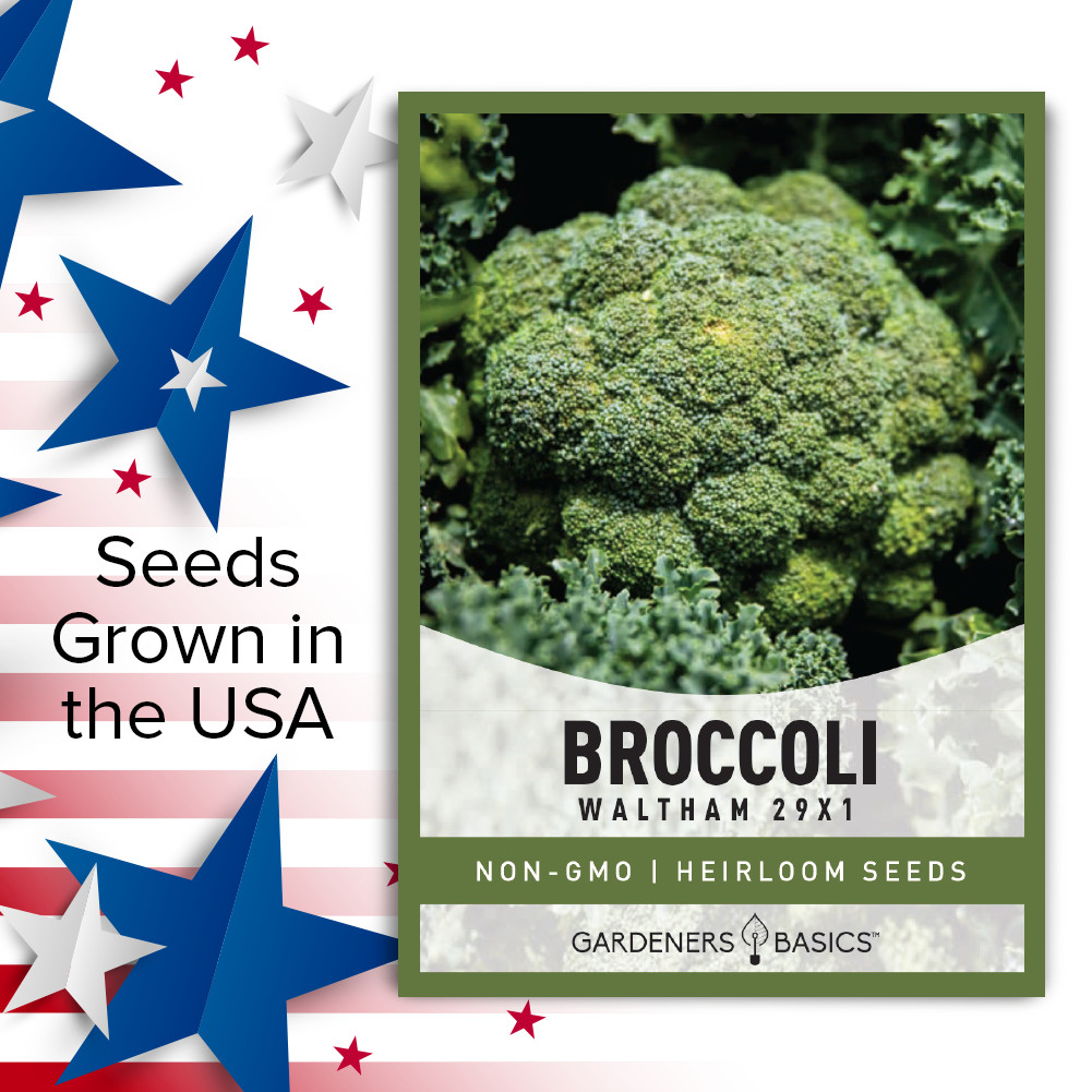 Waltham 29 Broccoli Seeds