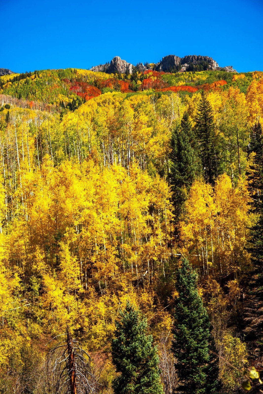 Quaking Aspen Tree Seeds (Populus tremuloides) Cold Hardy Golden Fall Tree