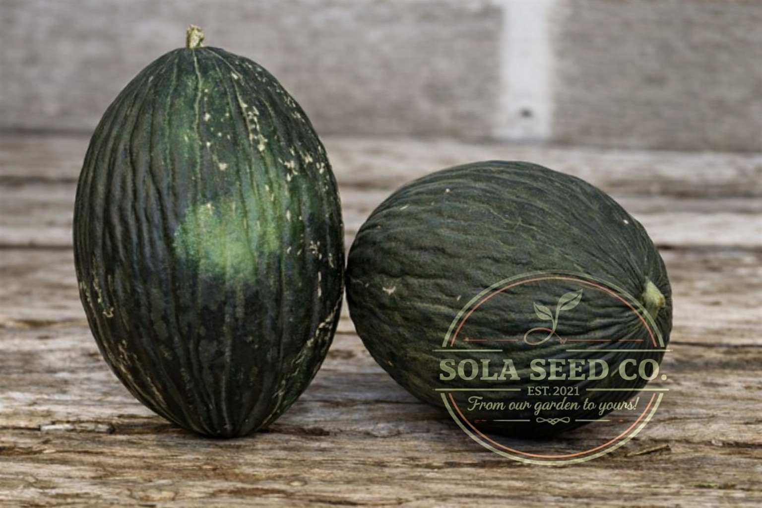 25 Early Valencia Melon Seeds, Unique, Sweet, Heirloom, Non-GMO, Genuine usa