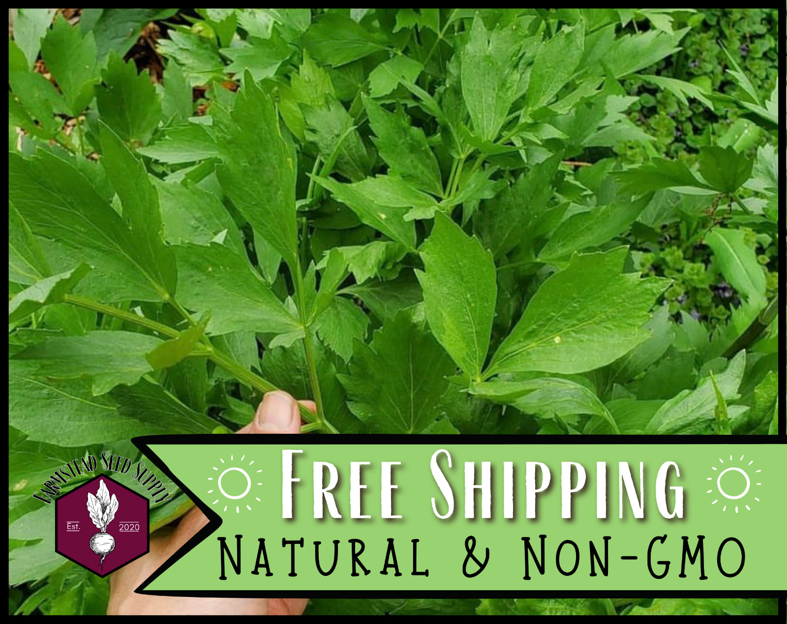 550+ Lovage Seeds | Unique Herb Gardening Seed Packet for Planting, USA