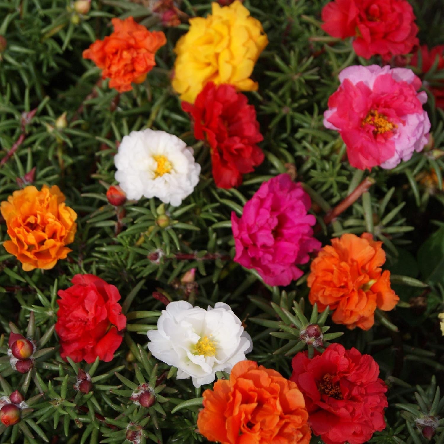 Drought & Heat Tolerant Mixed Moss Rose Seeds – 5000 Pcs for Garden Beauty