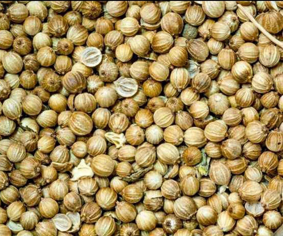 50+ Cilantro Seeds (Split), Leisure Coriander, Coriandrum sativum
