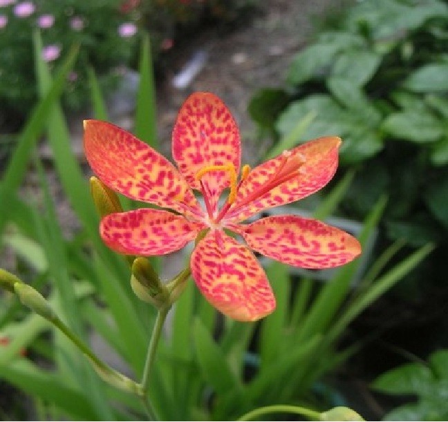 2 Blackberry Lily (aka- Leopard lily)~live, shipped bare-root