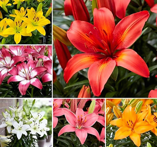 Lily Flower Bulbs 4 Asiatic Color Mix Lilies Garden Flowers Ready to Plant