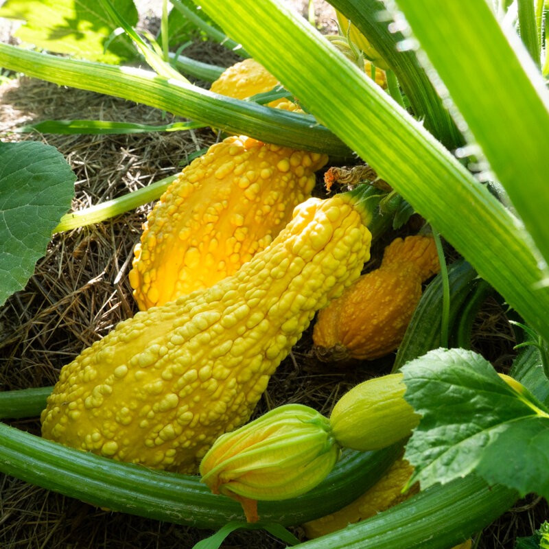 75 Yellow CrookNeck Summer Squash Seeds-with Bonus! |ORGANIC NON-GMO HEIRLOOM