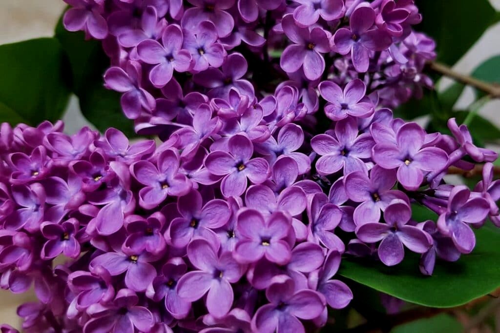 20 Common Lilac Purple Flower Tree Seeds Fragrant Hardy Perennial Garden Plant