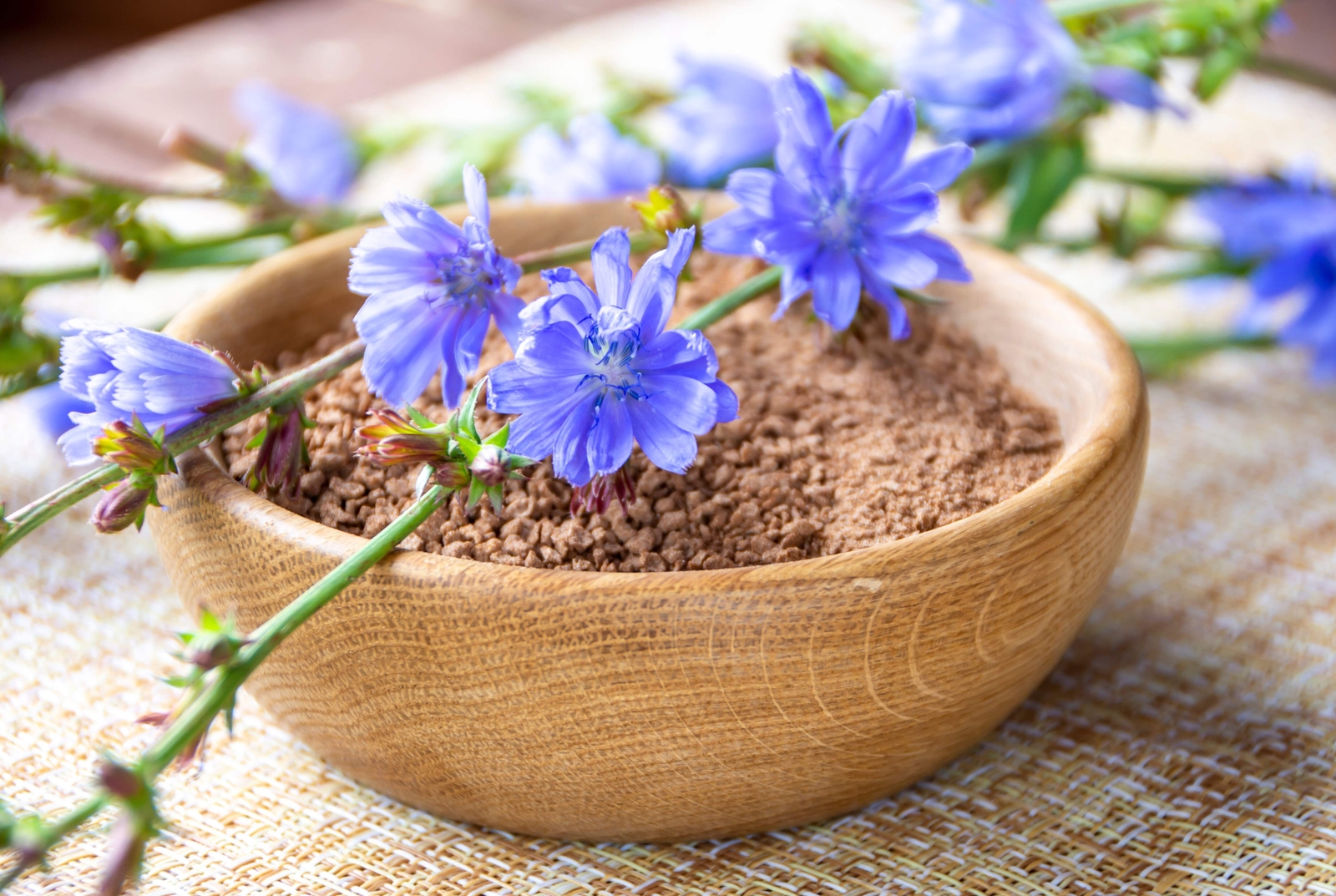 1000 CHICORY Blue Daisy Coffeeweed Succory Cicorium Intybus Flower Herb Seeds