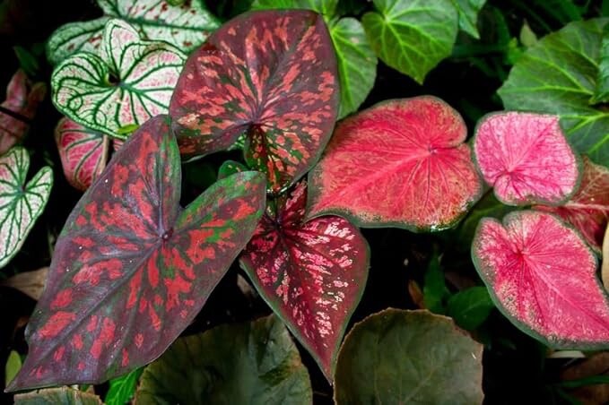 Mixed Color Caladium Bulbs, Fancy Mix, Easy to Grow, Colorful Mix, Perennial