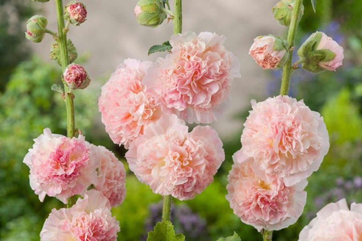 25 Double Champagne Hollyhock Seeds Perennial Flower Seed Flowers US SELLER