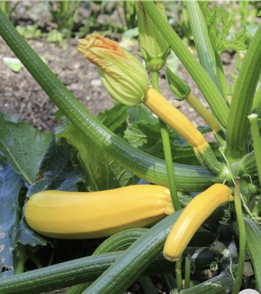 35 Plus Straightneck Summer Squash Seeds-Early Prolific1 Non GMO-open Pollinated