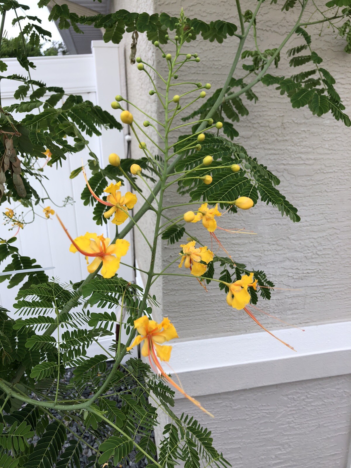 10 seeds Yellow Caesalpinia Pulcherrima PRIDE OF BARBADOS BIRD OF PARADISE