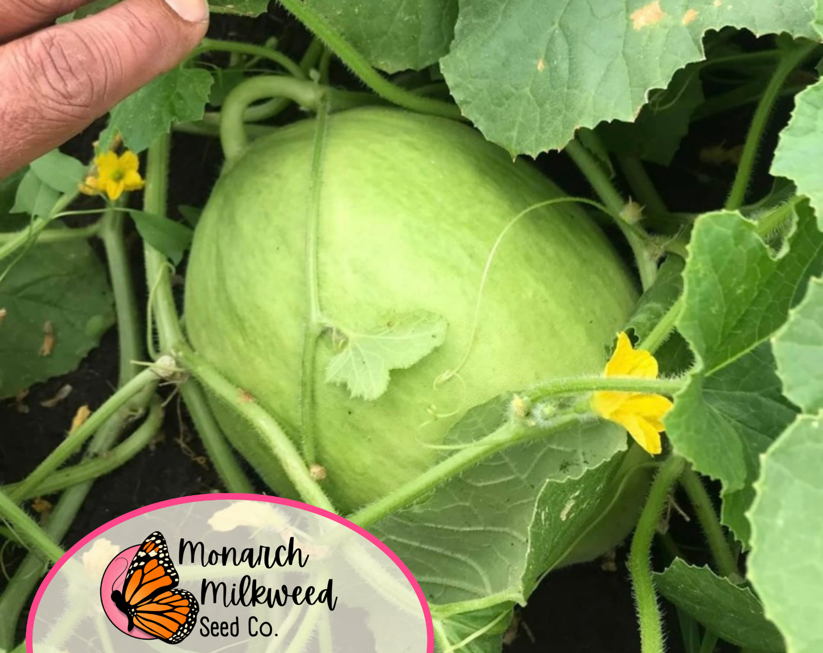 130+ Green Honeydew Melon Fruit Seeds | Heirloom, Non-GMO, Gardening Seed Packet