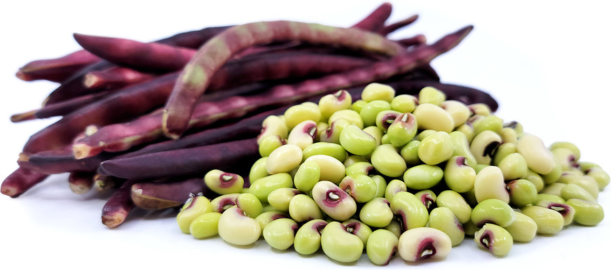 Pink Eye Purple Hull Cowpea Seeds (25) / HEAT TOLERANT / FLORIDA GROWN / ORGANIC