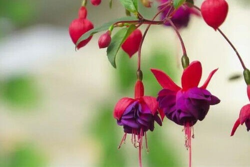 50pcs/bag Fuchsia Seeds Potted Flowers seeds,bonsai seeds.#1239