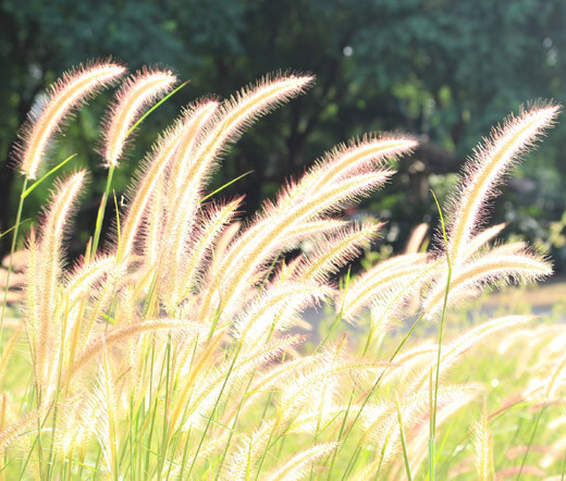 FOUNTAIN GRASS Pennisetum Alopecuroides – 50 Bulk Seeds