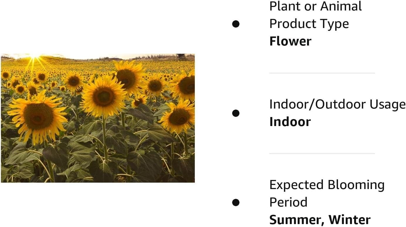 100 Count Dwarf Sunflower Seeds for Vibrant Indoor and Outdoor Gardens