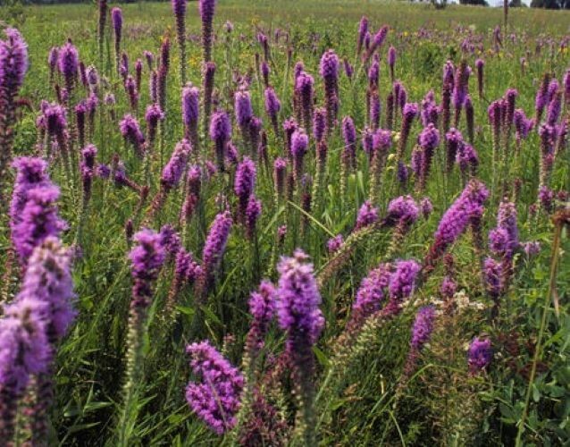 100+Prairie Blazing Star Seeds Snakeroot Thick-Spike Gayfeather Wildflower USA