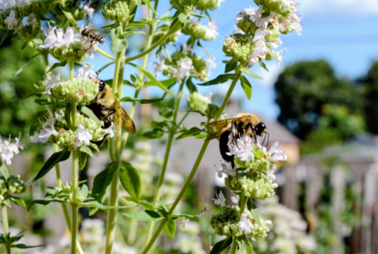 Organic Mountain Mint Seeds, Heirloom, 100 seeds