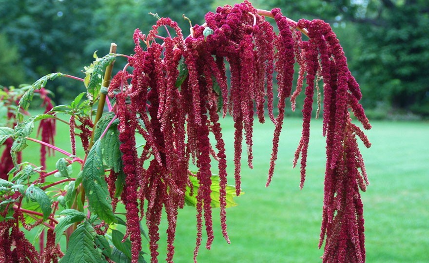Love Lies Bleeding (Amaranthus caudatus) Free Shipping! FREE SHIPPING