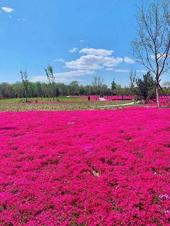 1000+ Red Creeping Thyme Seeds — Groundcover ———— FRESH