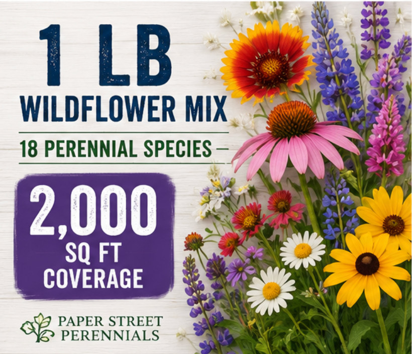 Colorful Perennial Wildflower Mix 1 lb Pollinator Garden Seed Blend