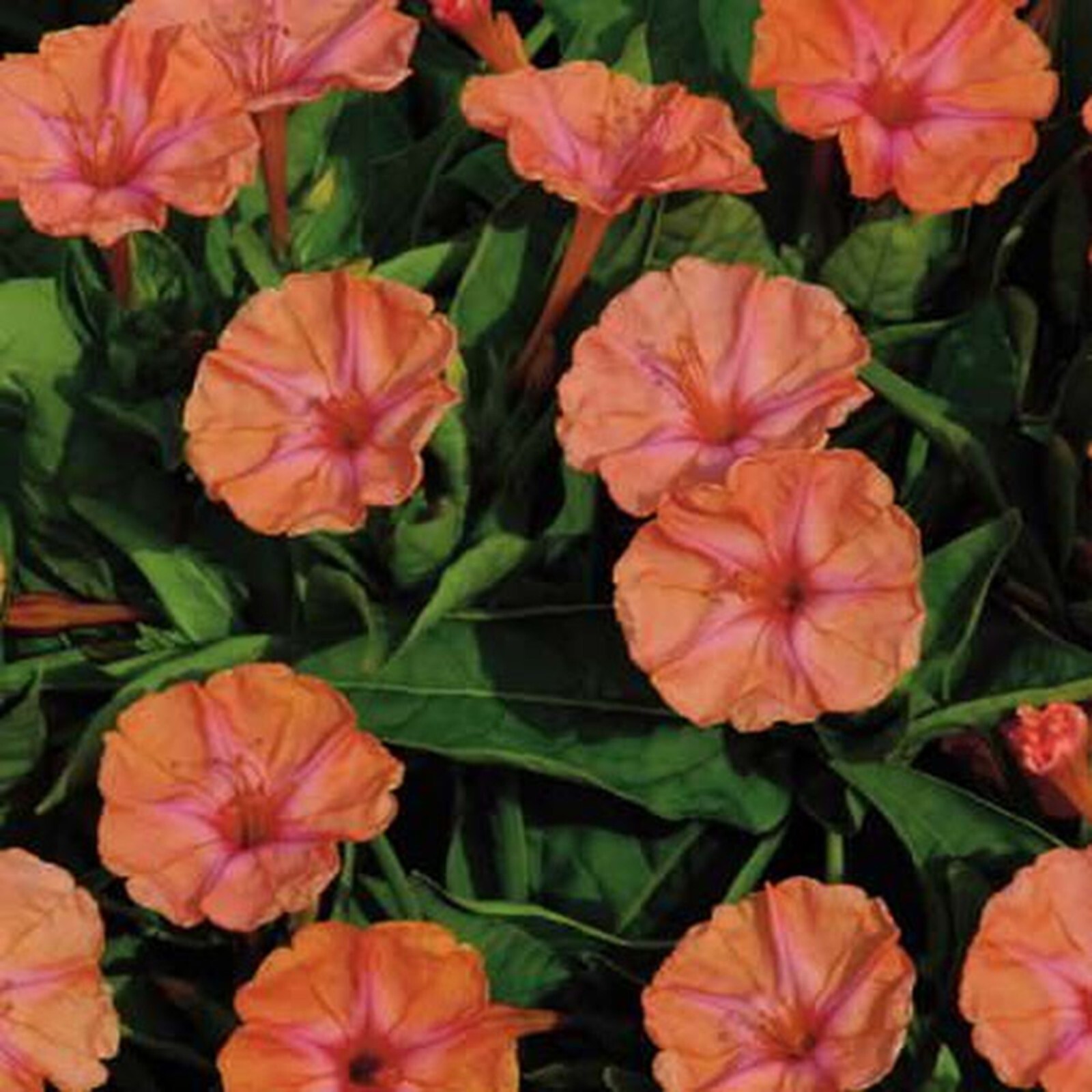 25 Marbles Salmon 4 O’Clock Seeds Fragrant Flowers Perennial Mirabilis Jalapa