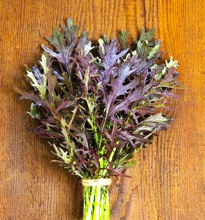 Red Mizuna Mustard Greens Seeds – For 2025 Planting Japanese Water Peppergrass