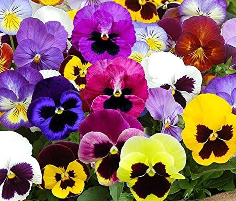Swiss Giants Mix Pansy Seeds – 1,000+ Non-GMO Heirloom Blue,Purple,Red,White