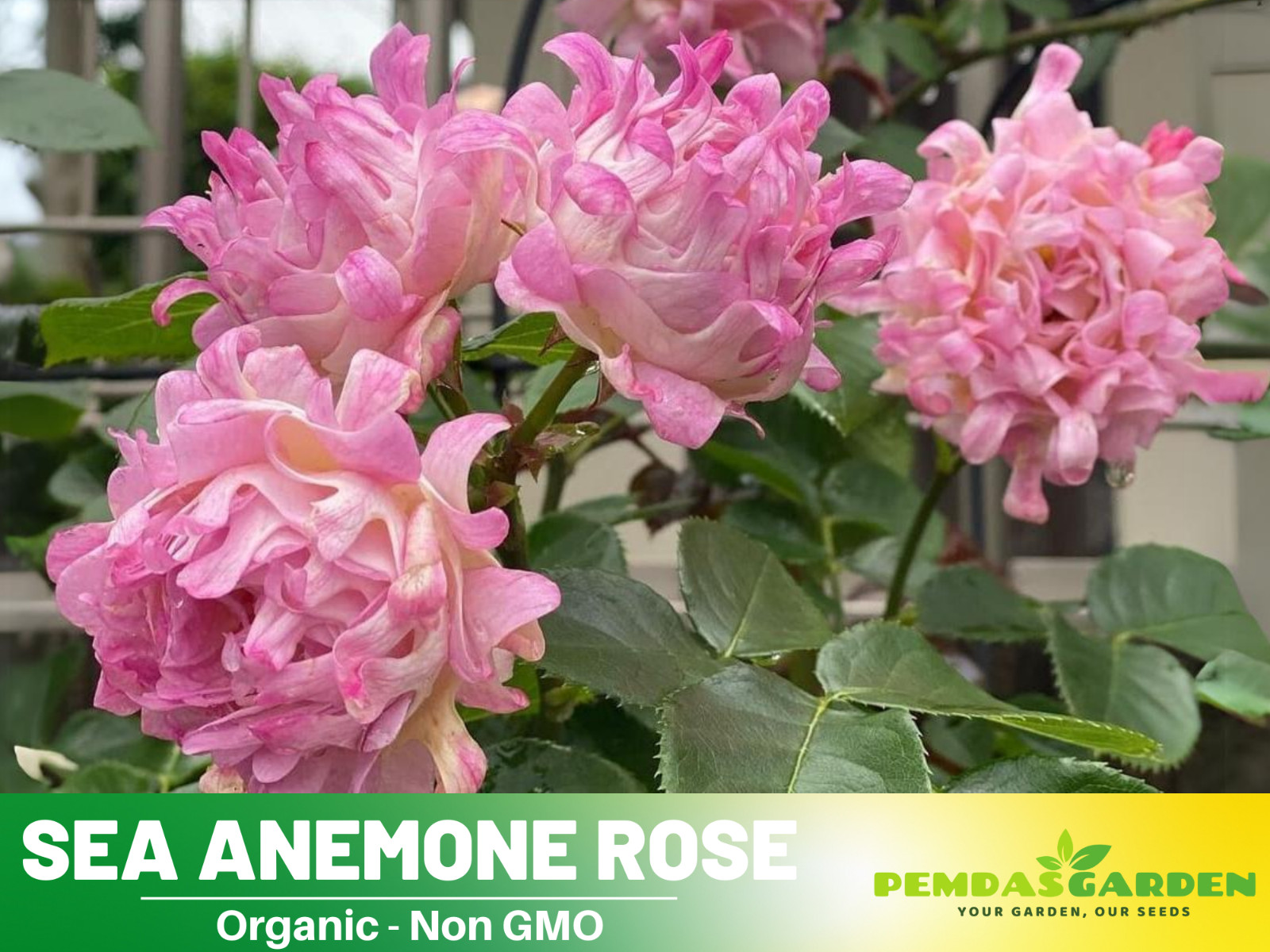 30+ Seeds| Sea Anemone Perennial Rose Seeds
