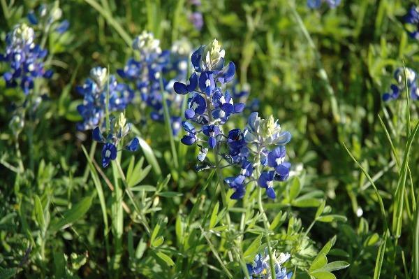 Lupinus texensis | Texas Bluebonnet or Lupine | 20 Seeds