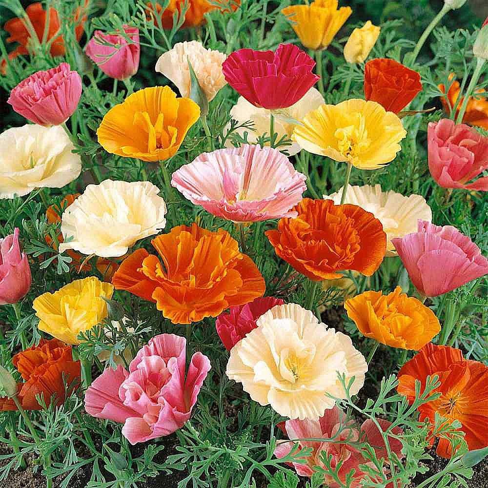 California Poppy Seeds – 3,200 Fresh Mission Bells Mix – Pet Friendly Wildflower