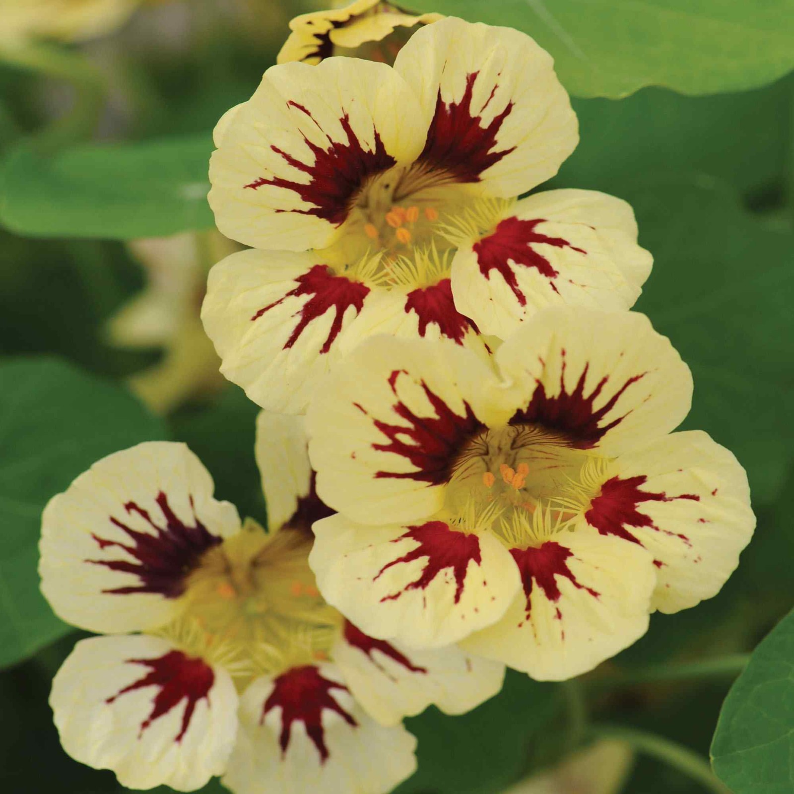 50 Seeds Tropaeolum majus Orchid Cream Nasturtium Vine & Flower Seeds